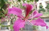 Ngỡ ngàng với con đường hoa ban đỏ trên quê lụa Hà Đông